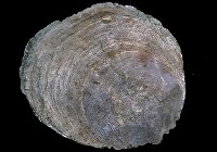 藏品(魁蛤類)的圖片